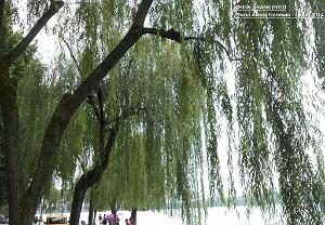 Alexia-Hangzhou 060